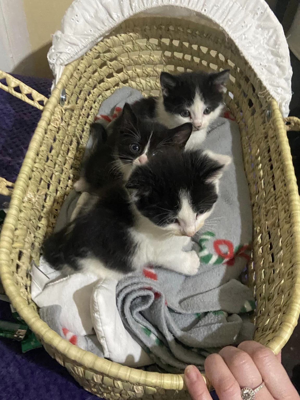 English Barn Cats | Stray & Feral Cat Rescue