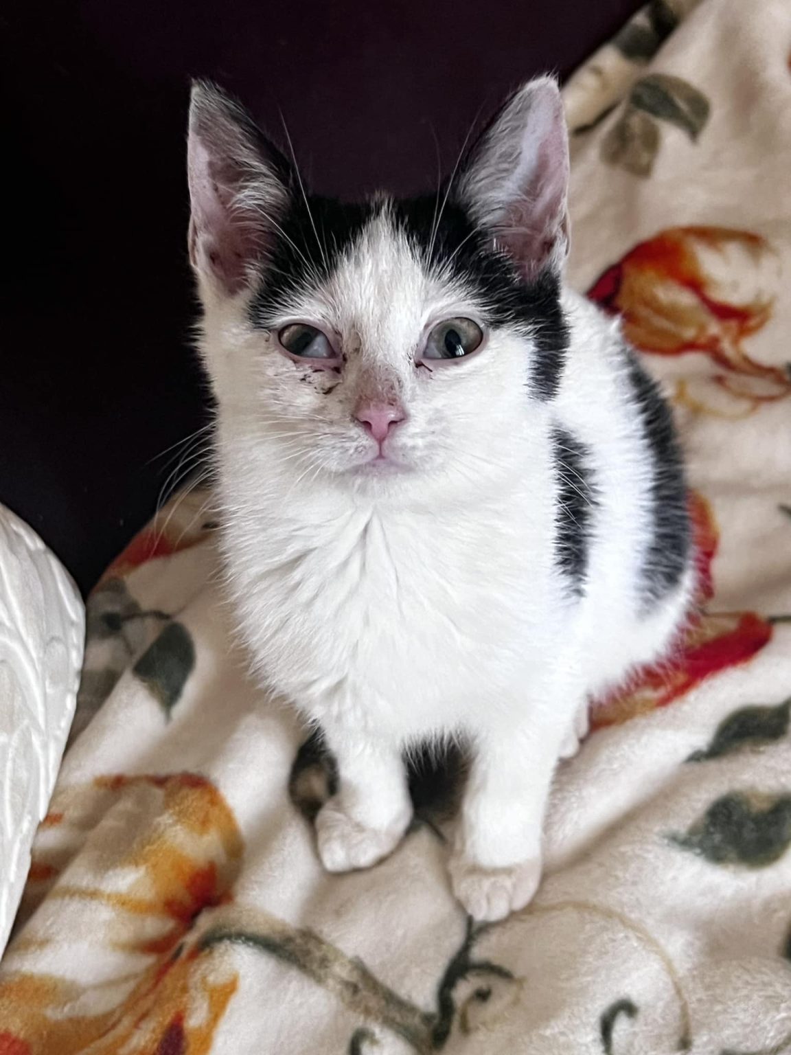 English Barn Cats | Stray & Feral Cat Rescue