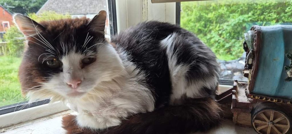 Get Involved || English Barn Cats