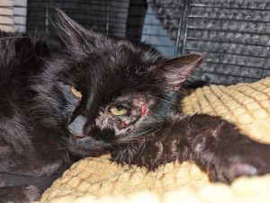 English Barn Cats | Stray & Feral Cat Rescue