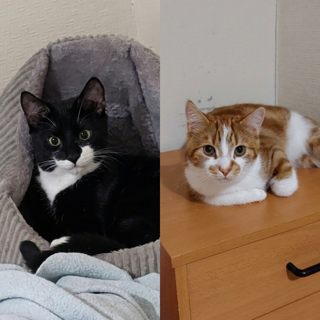 Cats Up for Adoption in Lancashire | English Barn Cats Rescue