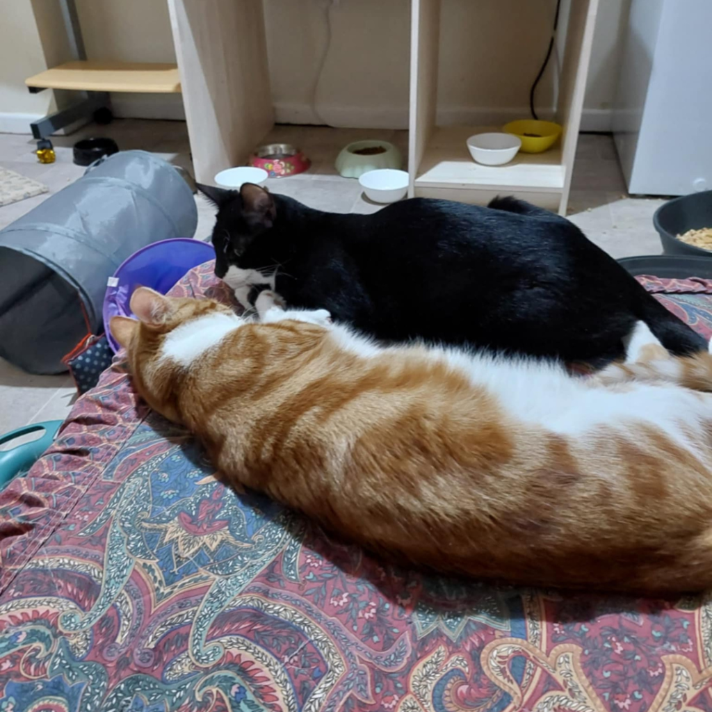 Cats Up for Adoption in Lancashire | English Barn Cats Rescue