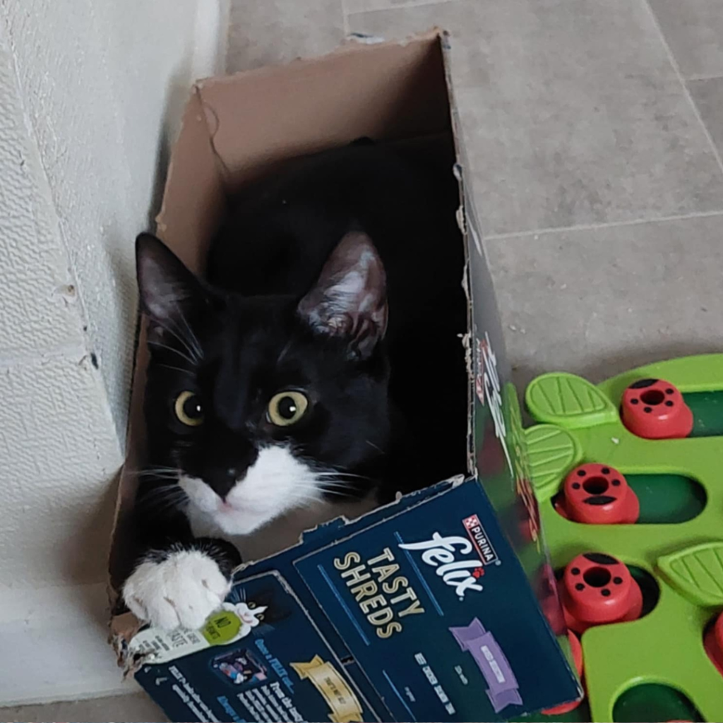Cats Up for Adoption in Lancashire | English Barn Cats Rescue